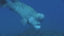 BUMPHEAD, PLONGEUR