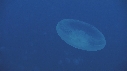 MEDUSES MOON