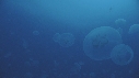 MEDUSES MOON