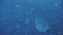 MEDUSES MOON