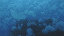 MEDUSE MOON, BUMPHEAD