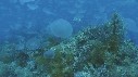 MEDUSES MOON, BUMPHEAD