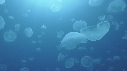 MEDUSES MOON