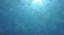 MEDUSES