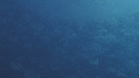 MEDUSES