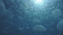MEDUSES
