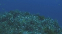 BUMPHEAD, MEDUSES