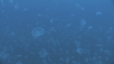 MEDUSES MOON
