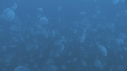 MEDUSES MOON