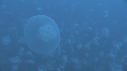 MEDUSES MOON