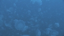 MEDUSES MOON