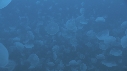 MEDUSES MOON