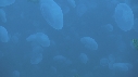 MEDUSES MOON, POISSONS