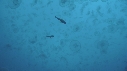 MEDUSES MOON, POISSONS