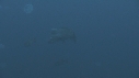 BUMPHEAD, MEDUSES