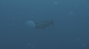 BUMPHEAD, MEDUSES