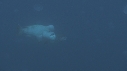 BUMPHEAD, MEDUSES
