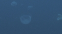BUMPHEAD, MEDUSES