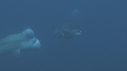BUMPHEAD, MEDUSES