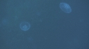 BUMPHEAD, MEDUSES