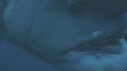 BUMPHEAD, ROCK FISH