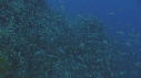 BUMPHEAD, ROCK FISH