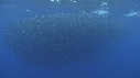 BAIT BALL