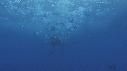 BAIT BALL, PUFFINS