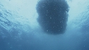 BAIT BALL, PUFFINS