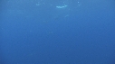DAUPHINS TACHETES, CHINCHARD
