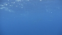 DAUPHINS TACHETES, CHINCHARD