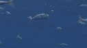 CHINCHARD