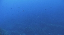 DAUPHINS TURSIOPS