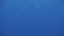 DAUPHINS TURSIOPS