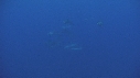 DAUPHINS TURSIOPS