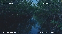 MANGROVE