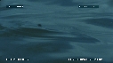 PERIOPHTALMUS