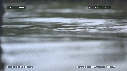 PERIOPHTALMUS