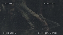 PERIOPHTALMUS
