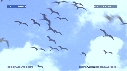FREGATES, MOUETTES