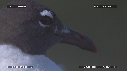 MOUETTE