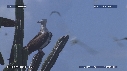 MOUETTES, STERNES, FREGATES