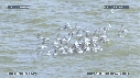 MOUETTES