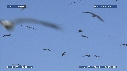 MOUETTES, STERNES, FREGATES