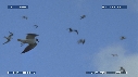 MOUETTES