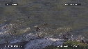 MOUETTES, STERNES, FREGATES