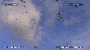 MOUETTES, STERNES, FREGATES