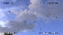 MOUETTES, STERNES, FREGATES