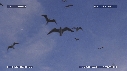 FREGATES, MOUETTES, LUNE