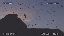 FREGATES, MOUETTES